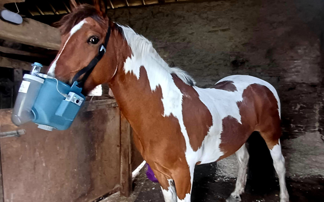 Ep. 71: Equine Asthma: Commonly Missed Signs, Causes and Treatments