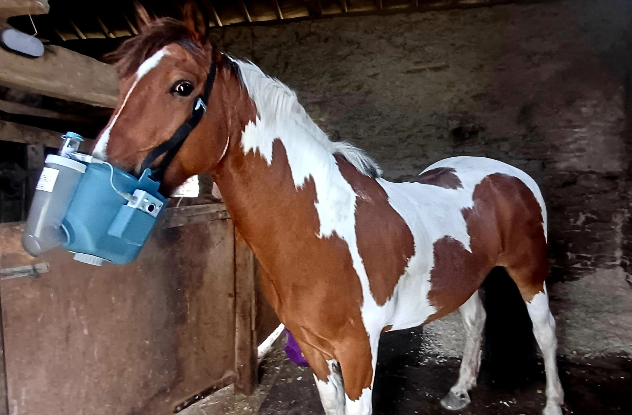 Paint horse wearing a nebulizer