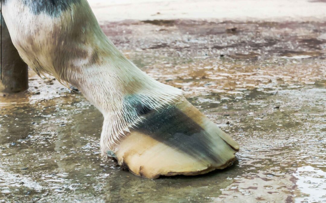 Ep. 70: Stronger Horse Hooves: How Nutrition Improves Hoof Health and Quality