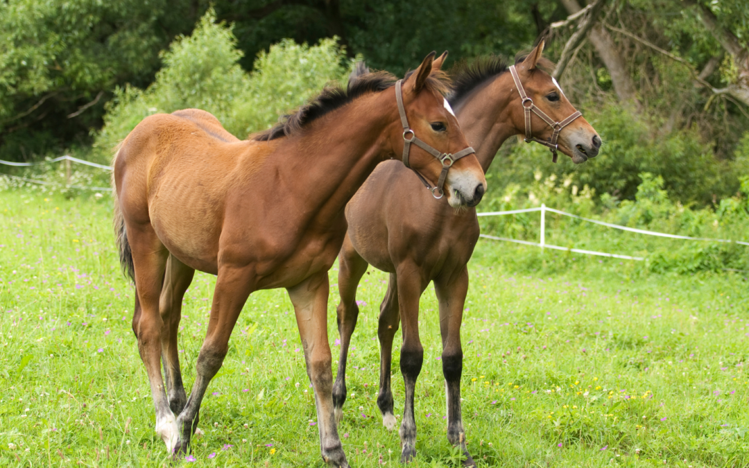 Ep. 74: Foal Nutrition: Feeding for Healthy Growth from Birth to Adolescence