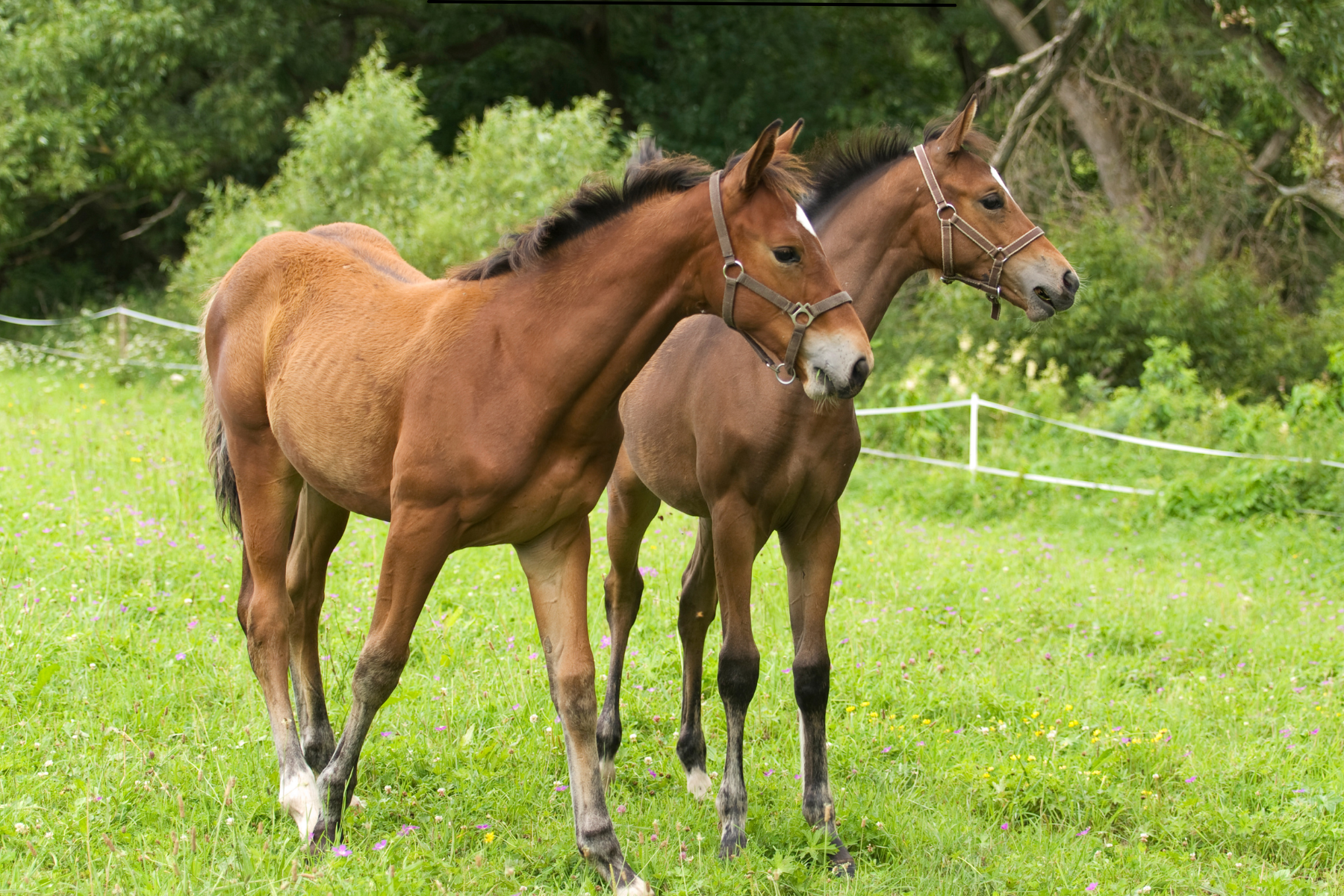 2 foals standing in grass looking off to the right