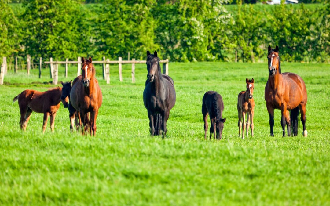 Ep. 73: Broodmare Nutrition: Why Your Foal’s Health Starts Before Birth