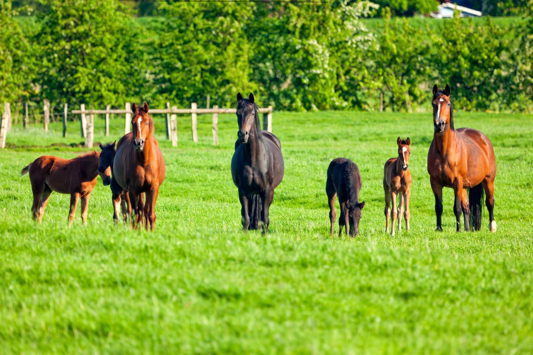 broodmares and foals standing in grass