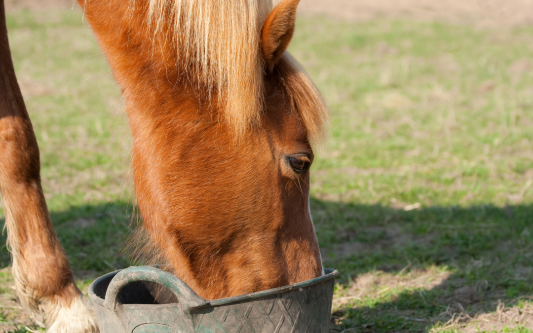 Ration Balancers Explained: The Key to Filling Nutrient Gaps in Your Horse’s Diet | Ep. 75
