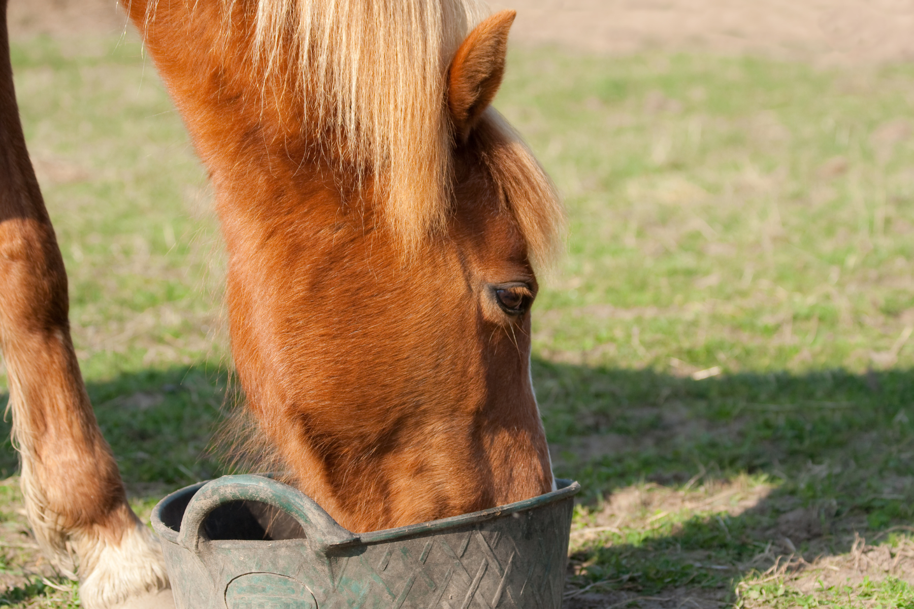 brown horse eating out of a feed tub