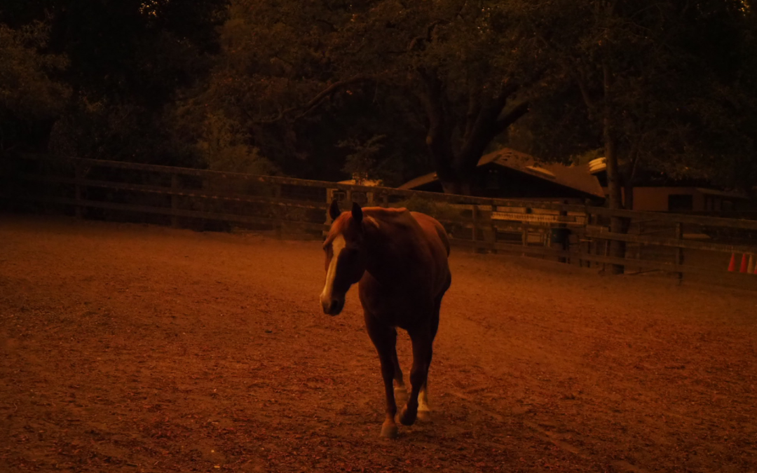 Ep. 80: Horse Emergency Preparedness: What Happens When Disaster Strikes