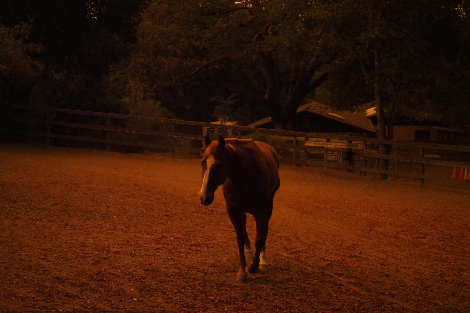 Untitled design (24) Horse walking through a field with orange sky