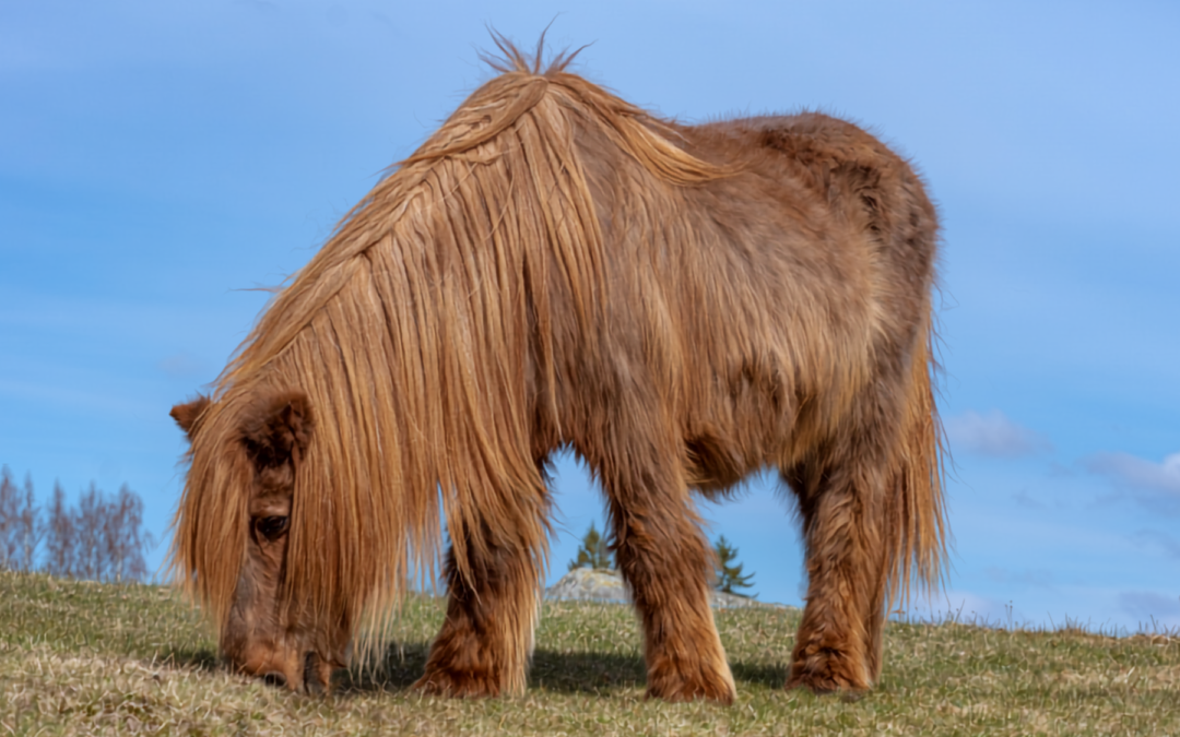 Cushing’s in Horses: Understanding PPID and Why Fall Testing Matters | Ep. 83