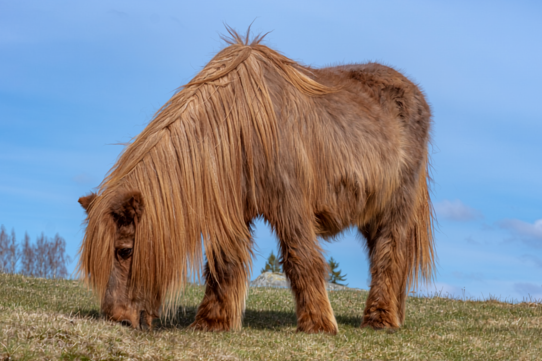Cushings pony gazing with long hair