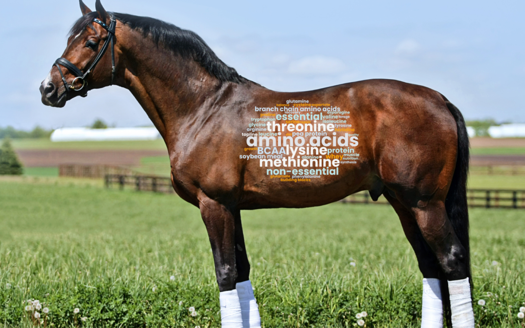 Ep. 82: Horse Amino Acids: Lysine, Methionine, Threonine & More