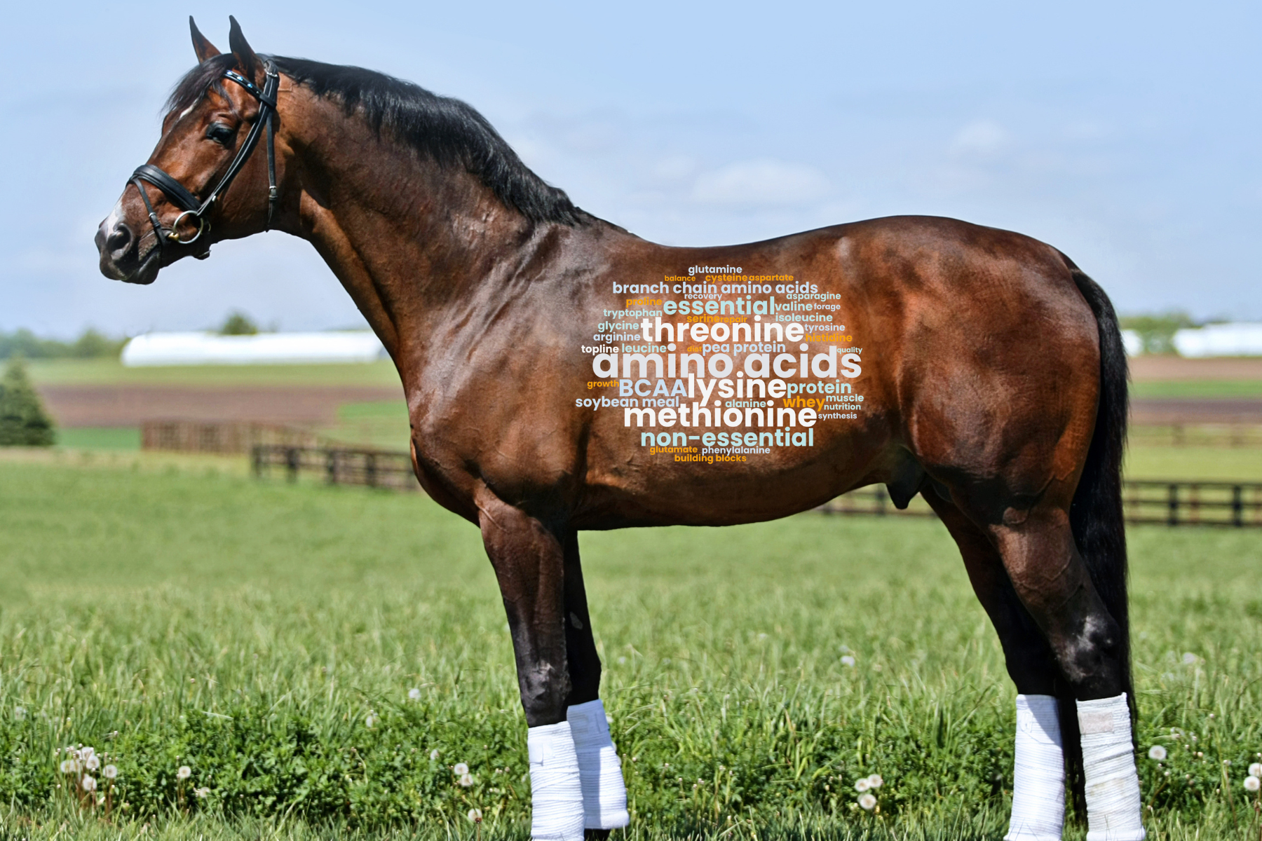 horse standing with amino acid names written on it