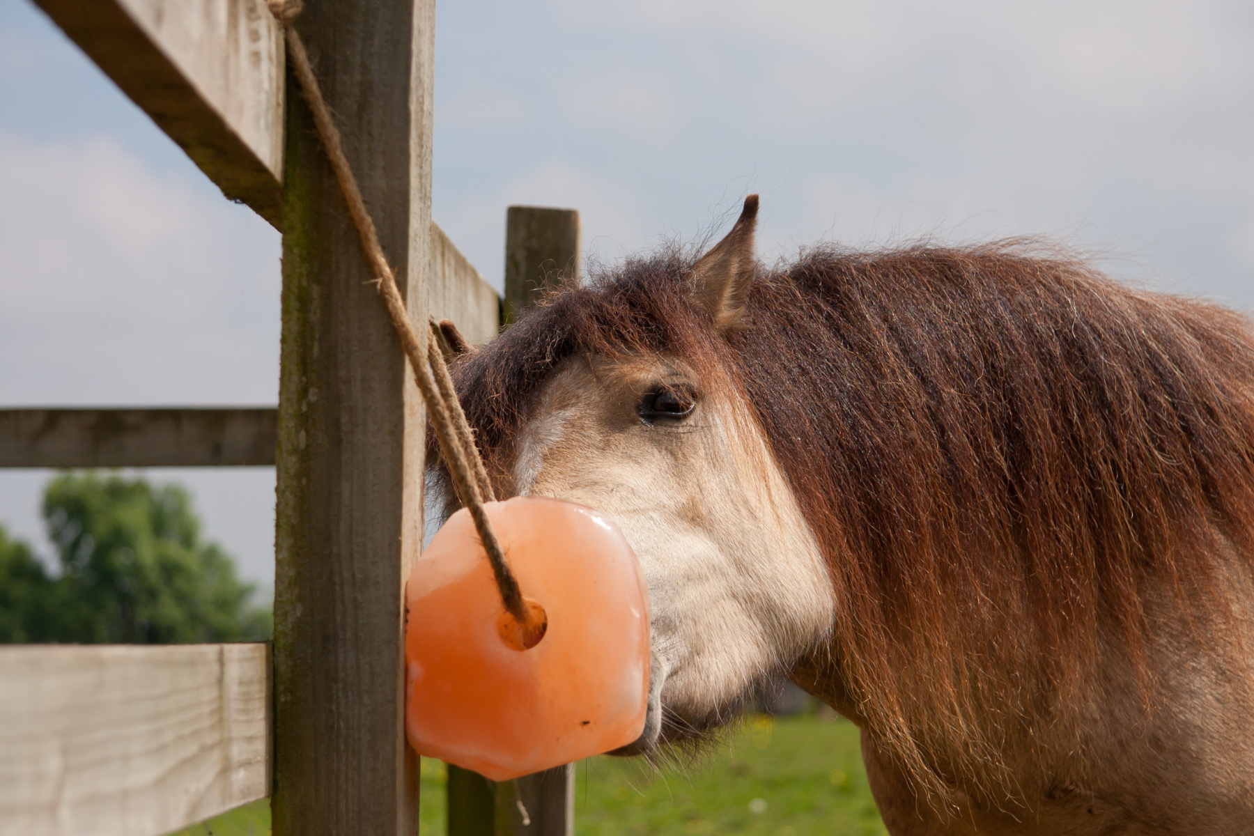 Untitled design (27) Horse licking salt hanging on fence