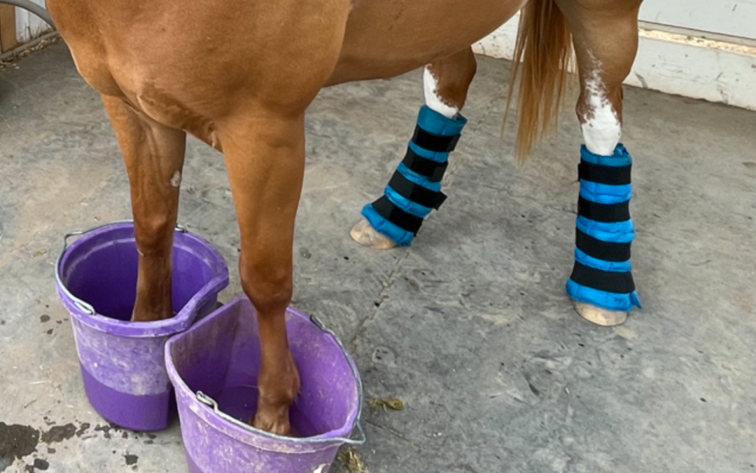 Laminitis in Horses: Managing Insulin Dysregulation, Diet, Medications & Hoof Care Part 2 | Ep. 85