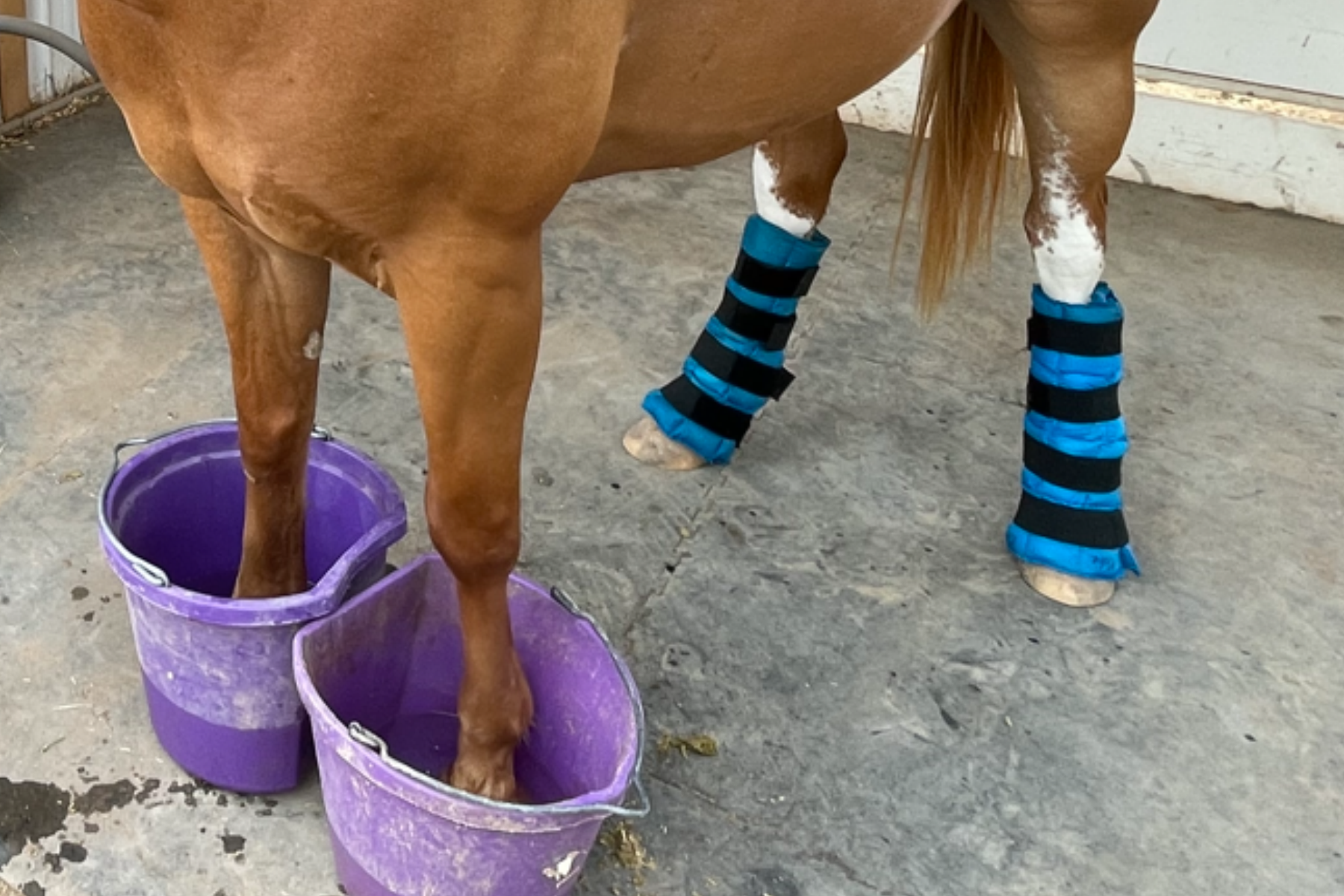 Horse standing with front feet in purple water buckets