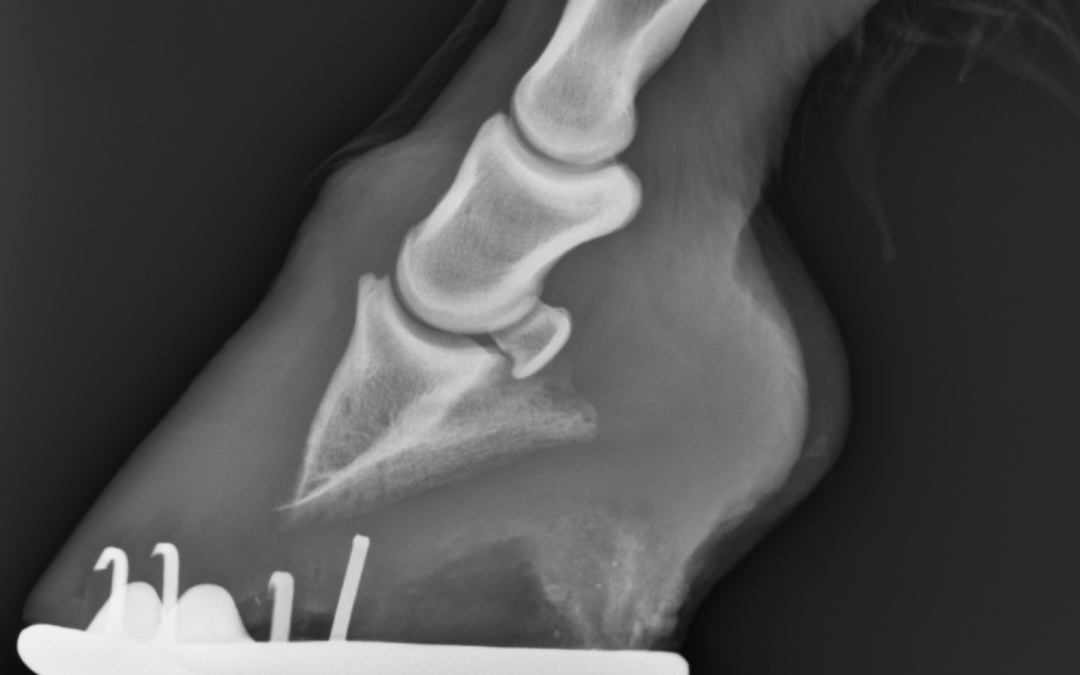 Laminitis in Horses: Managing Insulin Dysregulation, Diet, Medications & Hoof Care Part 1 | Ep. 84
