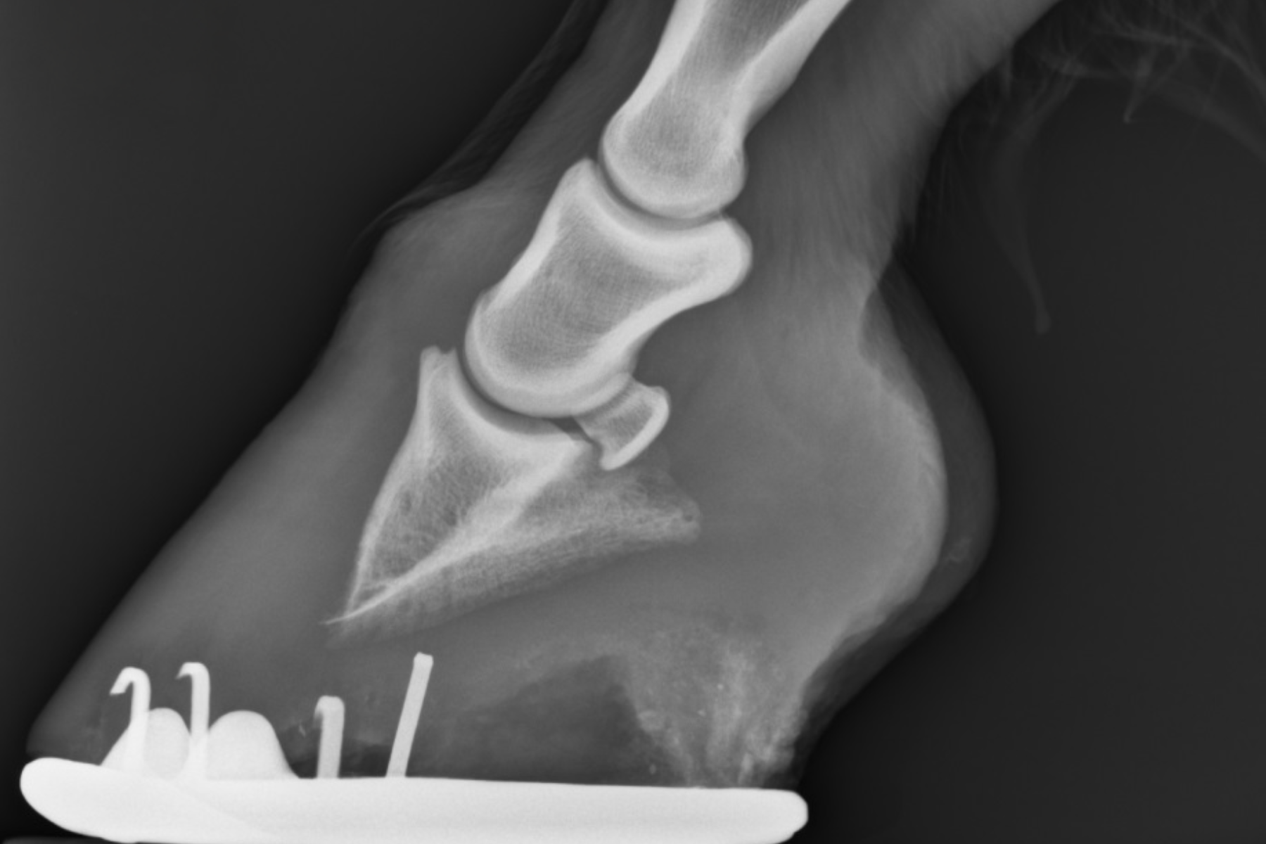 laminitis 1 Horse Hoof X-Ray